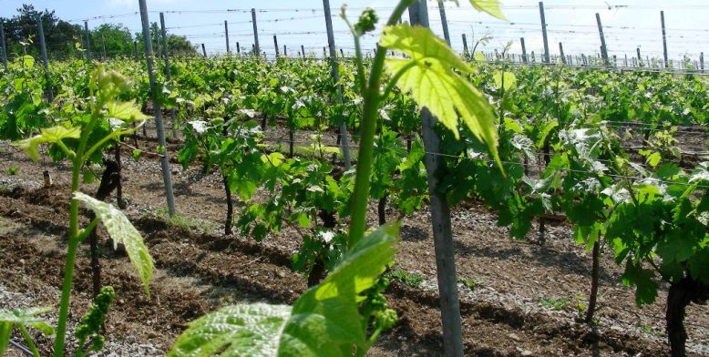 Weinberg-WeinWerkstatt Weinberg junge Reben WeinWerkstatt